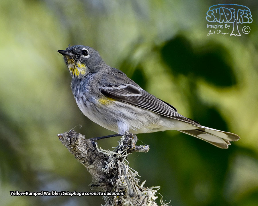 Yellow-Rumped Warbler - Setophaga coronata auduboni
