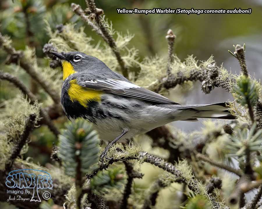 Yellow-Rumped Warbler - Setophaga coronata auduboni