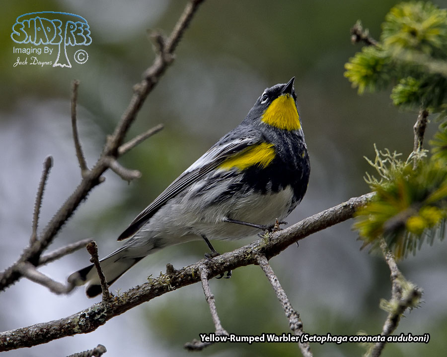 Yellow-Rumped Warbler - Setophaga coronata auduboni