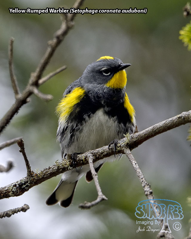 Yellow-Rumped Warbler - Setophaga coronata auduboni