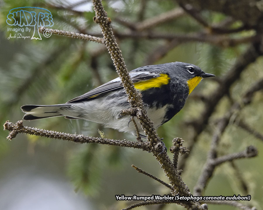 Yellow-Rumped Warbler - Setophaga coronata auduboni