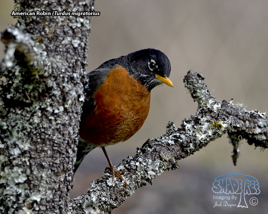 American Robin - Turdus migratorius