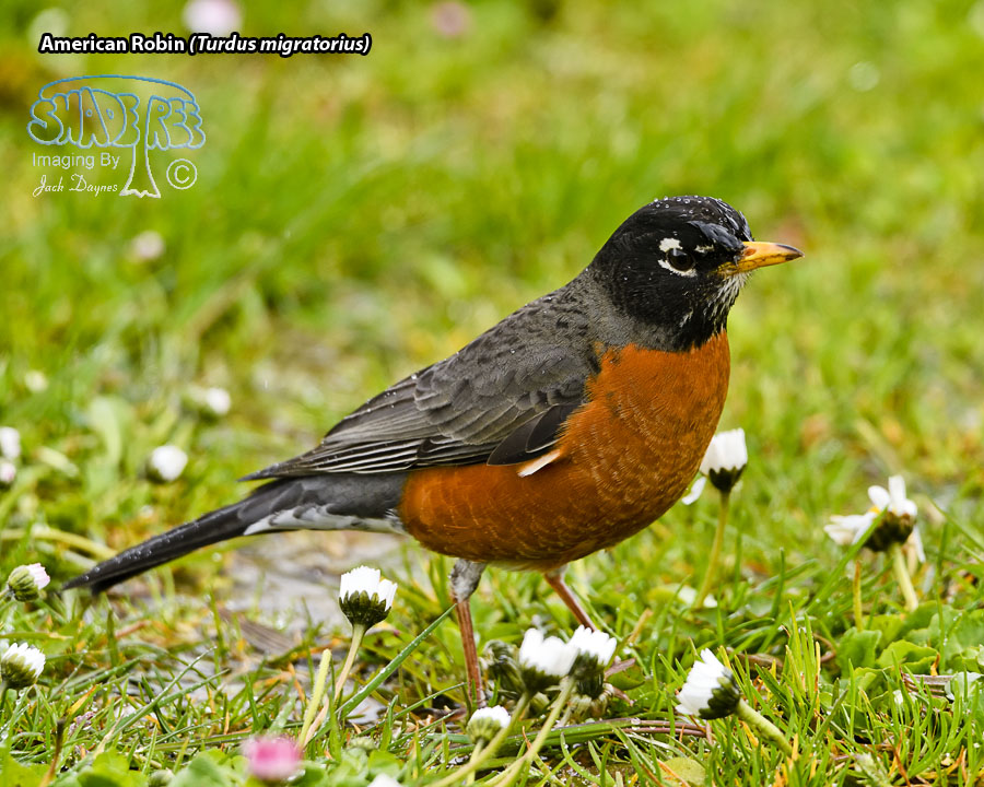 American Robin - Turdus migratorius