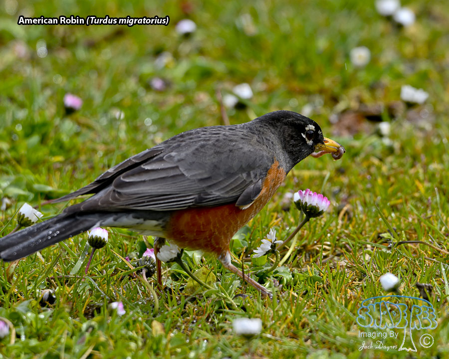 American Robin - Turdus migratorius