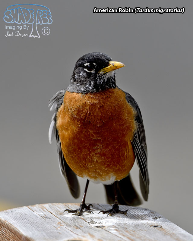American Robin - Turdus migratorius
