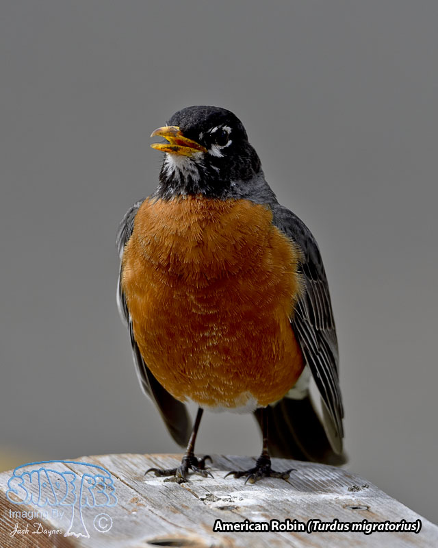 American Robin - Turdus migratorius