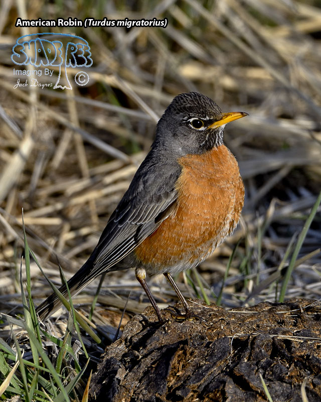 American Robin - Turdus migratorius