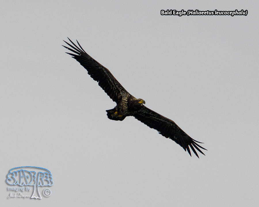 Bald Eagle - Haliaeetus leucocephalu