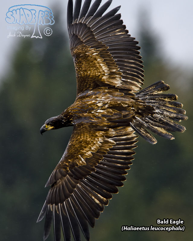 Bald Eagle - Haliaeetus leucocephalu