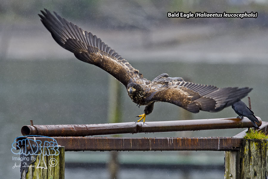 Bald Eagle - Haliaeetus leucocephalu