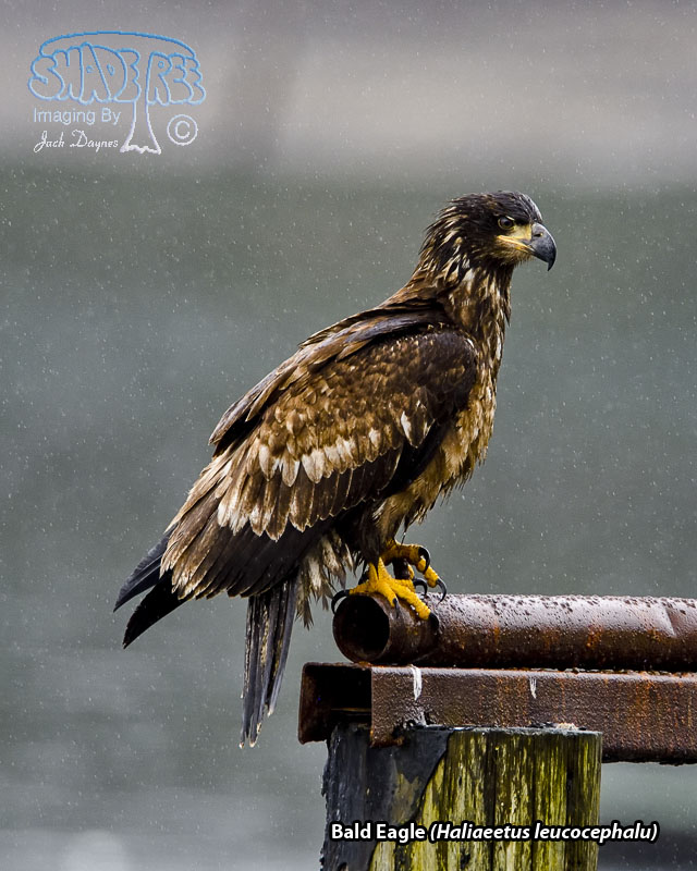 Bald Eagle - Haliaeetus leucocephalu