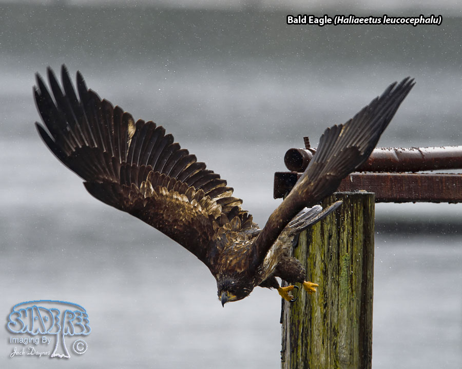 Bald Eagle - Haliaeetus leucocephalu