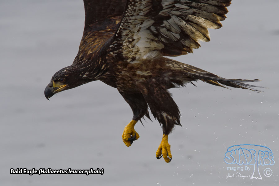 Bald Eagle - Haliaeetus leucocephalu