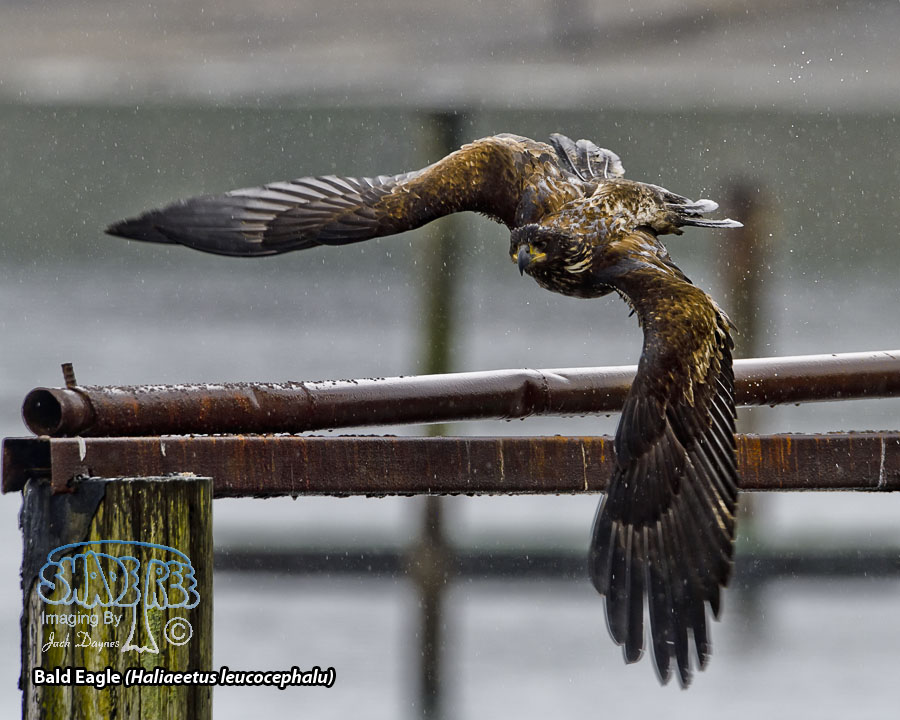 Bald Eagle - Haliaeetus leucocephalu