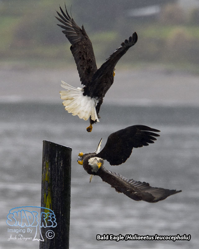 Bald Eagle - Haliaeetus leucocephalu