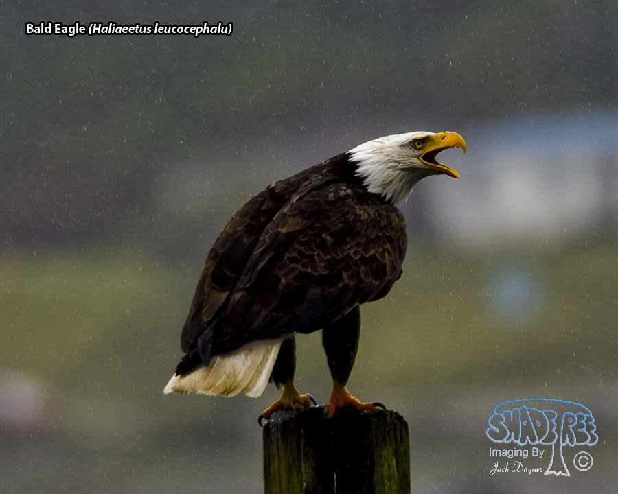 Bald Eagle - Haliaeetus leucocephalu