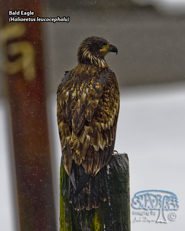 Bald Eagle - Haliaeetus leucocephalu