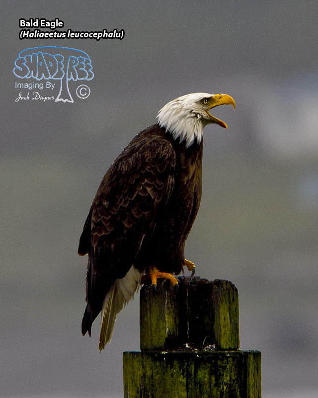 Bald Eagle - Haliaeetus leucocephalu