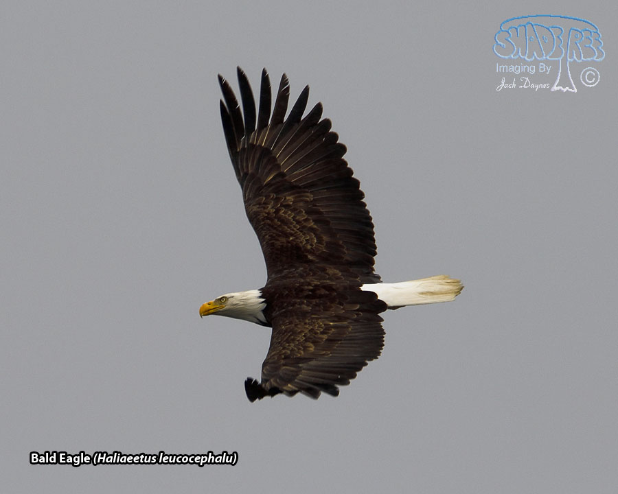 Bald Eagle - Haliaeetus leucocephalu