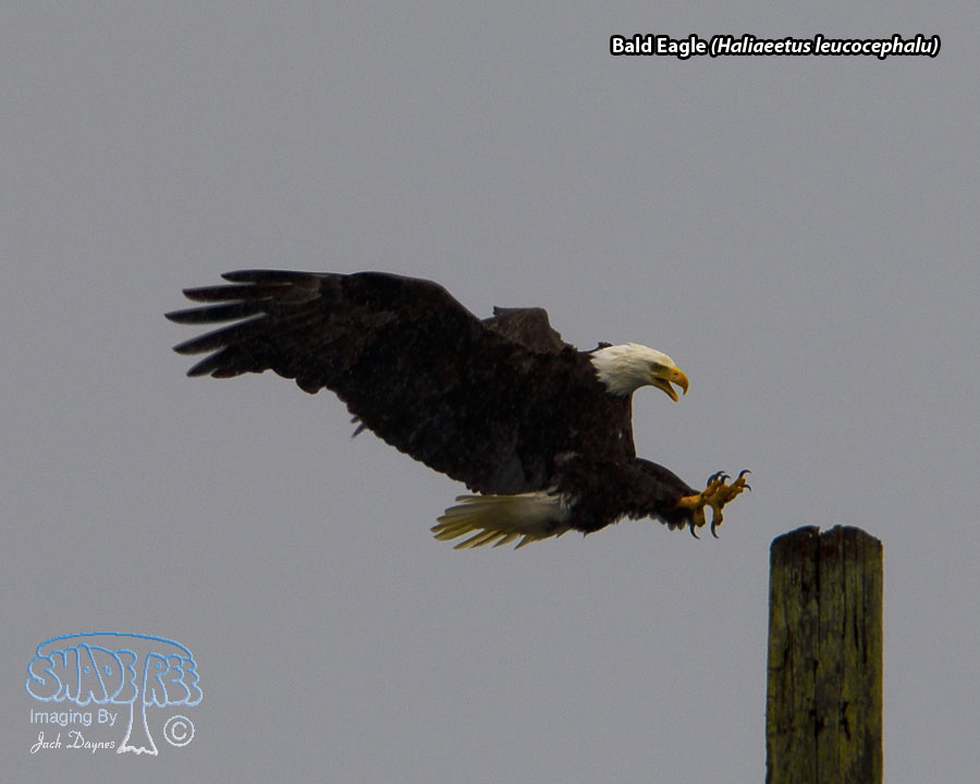 Bald Eagle - Haliaeetus leucocephalu