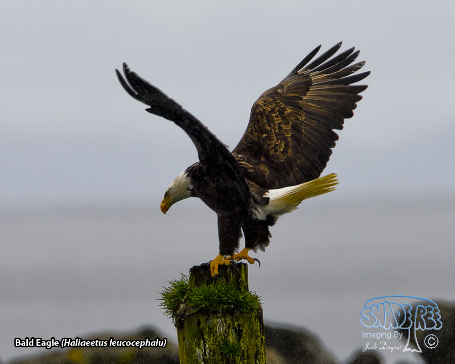 Bald Eagle - Haliaeetus leucocephalu