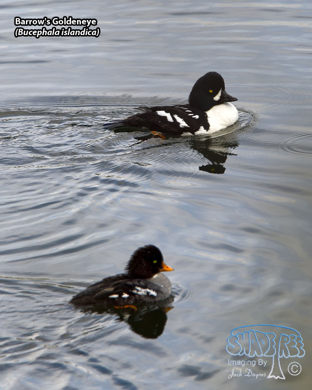 Barrow's Goldeneye - Bucephala islandica
