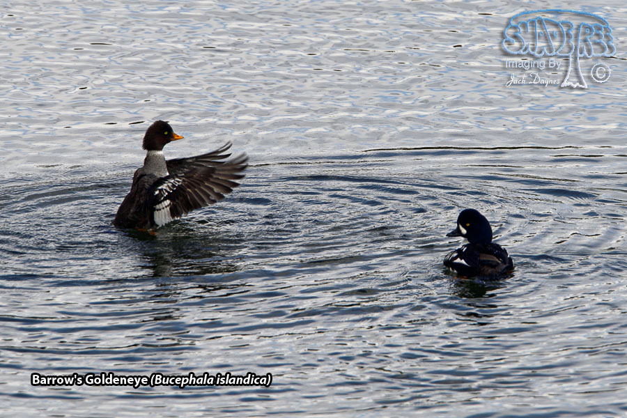 Barrow's Goldeneye - Bucephala islandica