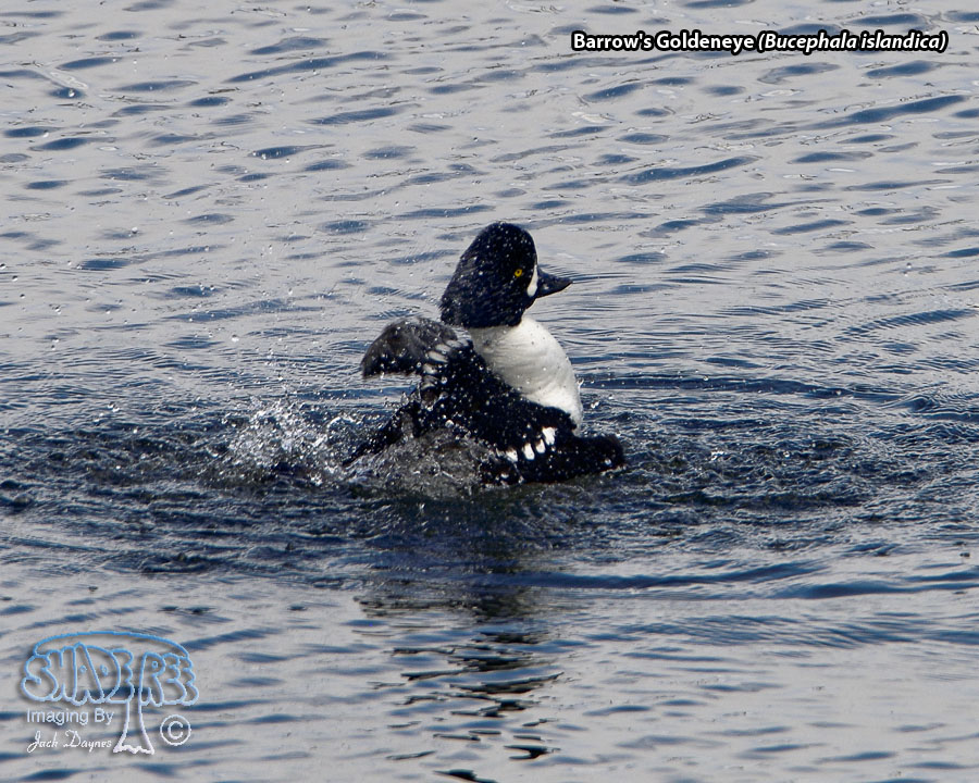 Barrow's Goldeneye - Bucephala islandica