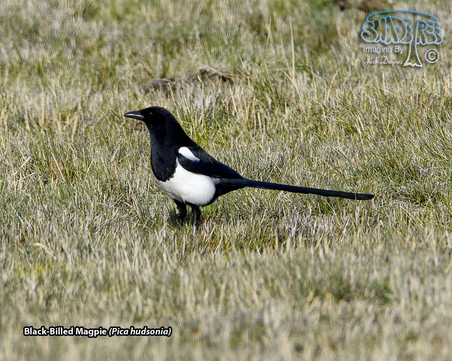 Black-Billed Magpie - Pica hudsonia