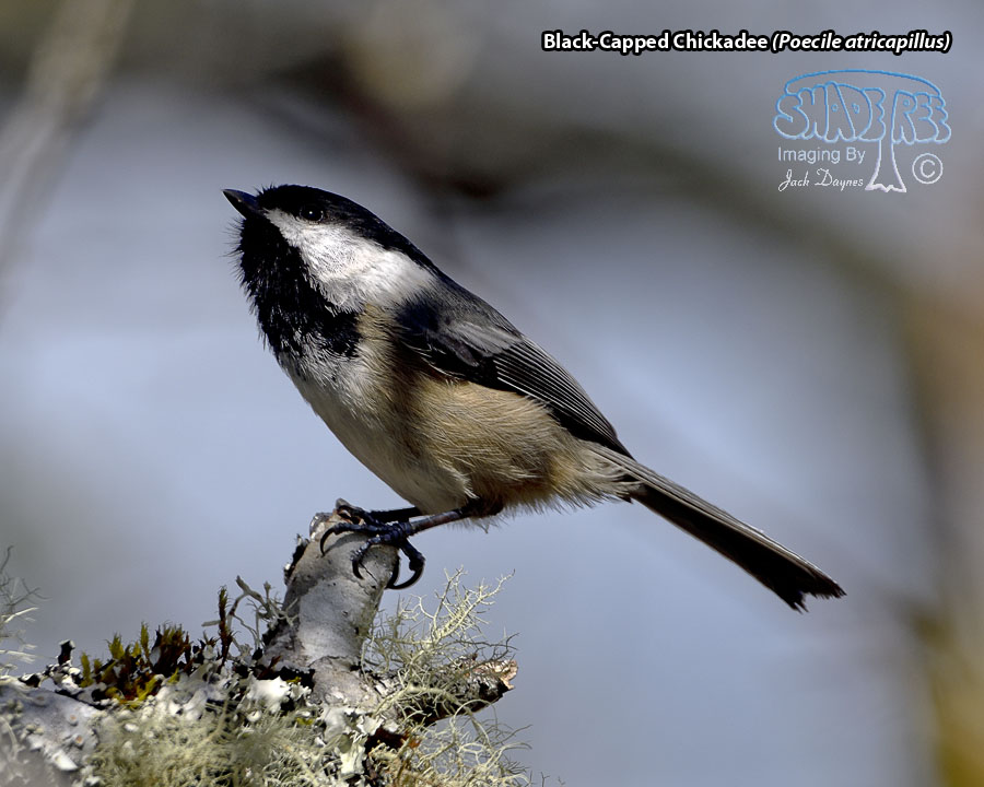 Black-Capped Chickadee - Poecile atricapillus