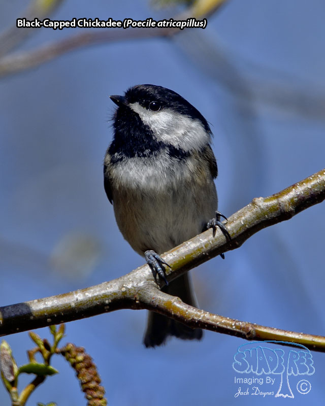 Black-Capped Chickadee - Poecile atricapillus