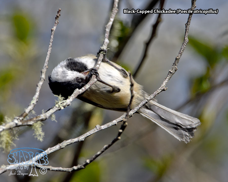 Black-Capped Chickadee - Poecile atricapillus