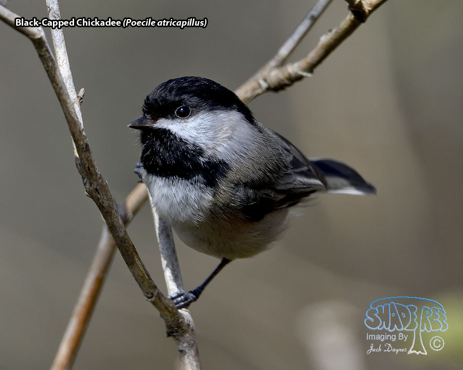 Black-Capped Chickadee - Poecile atricapillus