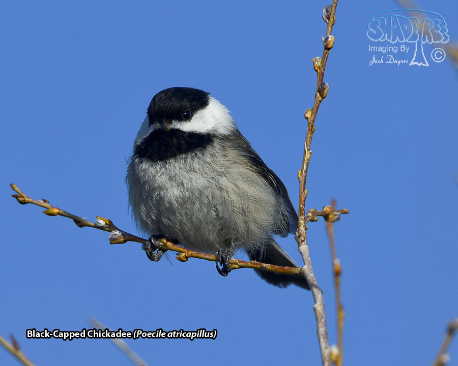 Black-Capped Chickadee - Poecile atricapillus