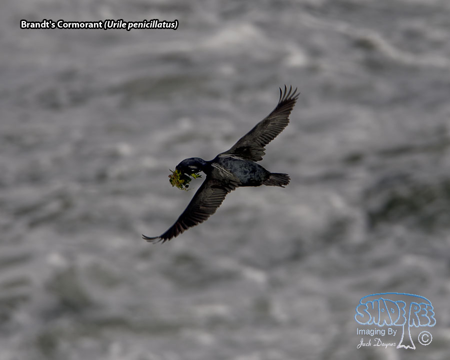 Brandt's Cormorant - Urile penicillatus