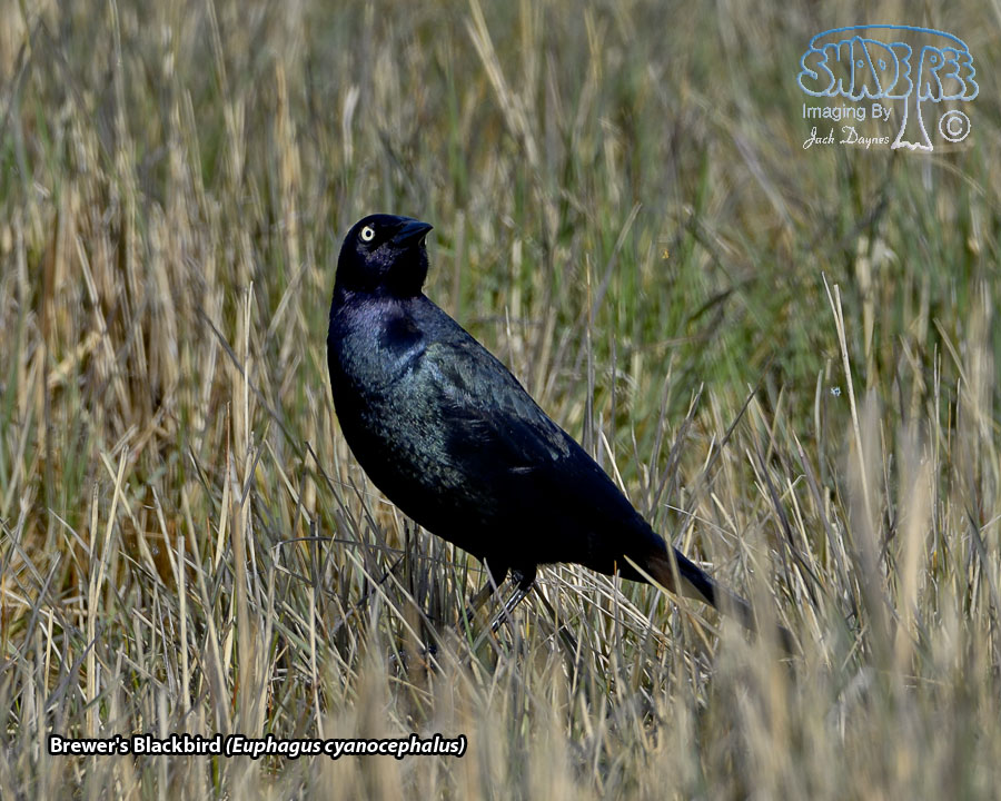 Brewer's Blackbird - Euphagus cyanocephalus