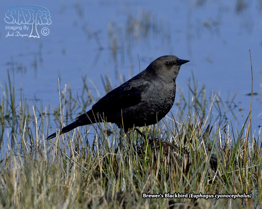 Brewer's Blackbird - Euphagus cyanocephalus