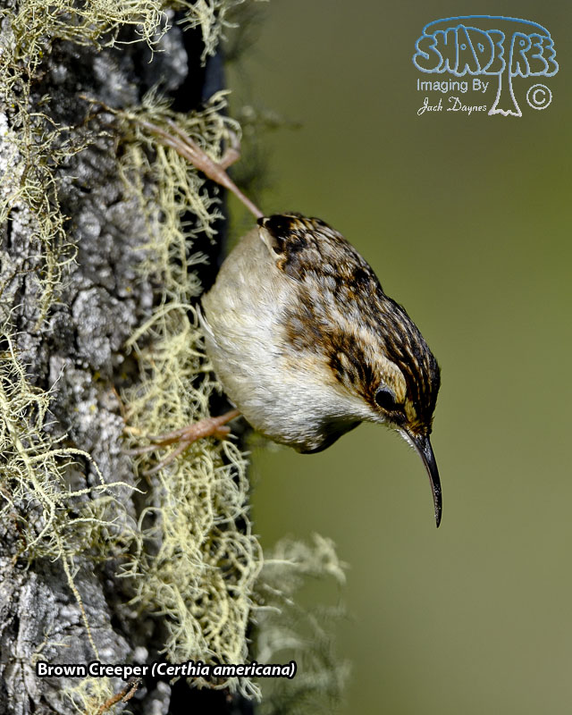 Brown Creeper - Certhia americana