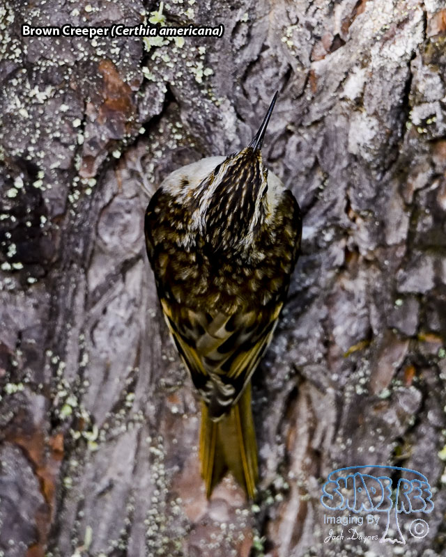 Brown Creeper - Certhia americana
