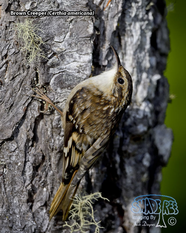 Brown Creeper - Certhia americana