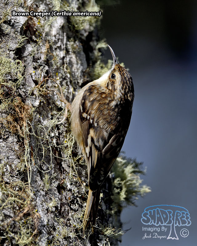 Brown Creeper - Certhia americana