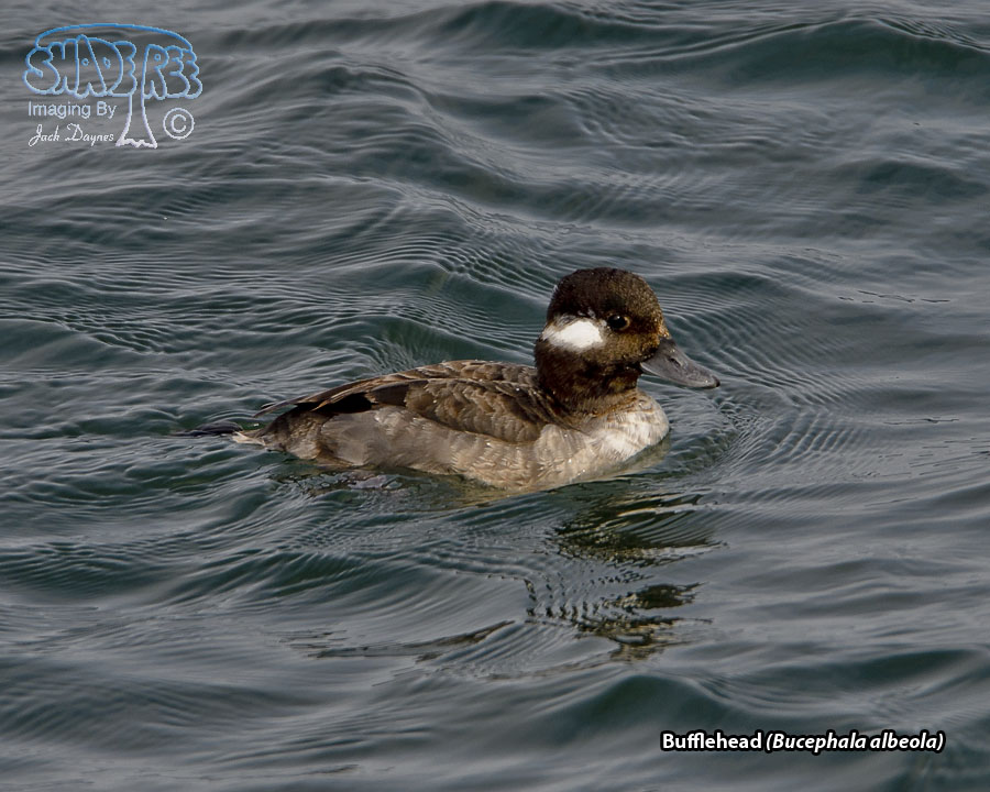 Bufflehead - Bucephala albeola