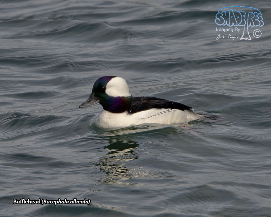 Bufflehead - Bucephala albeola