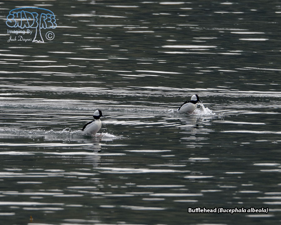 Bufflehead - Bucephala albeola