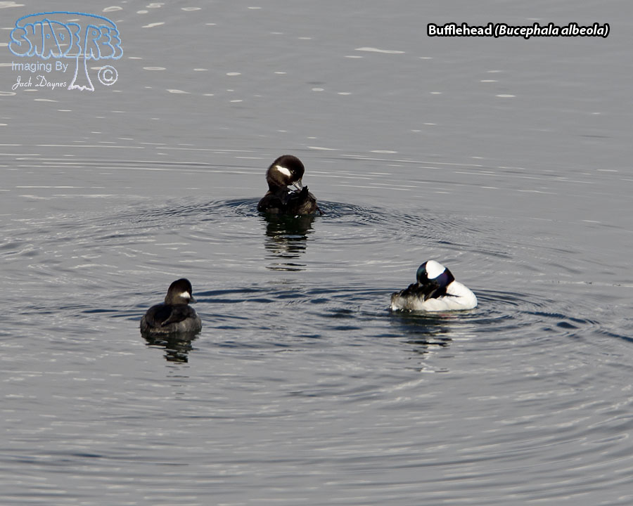 Bufflehead - Bucephala albeola