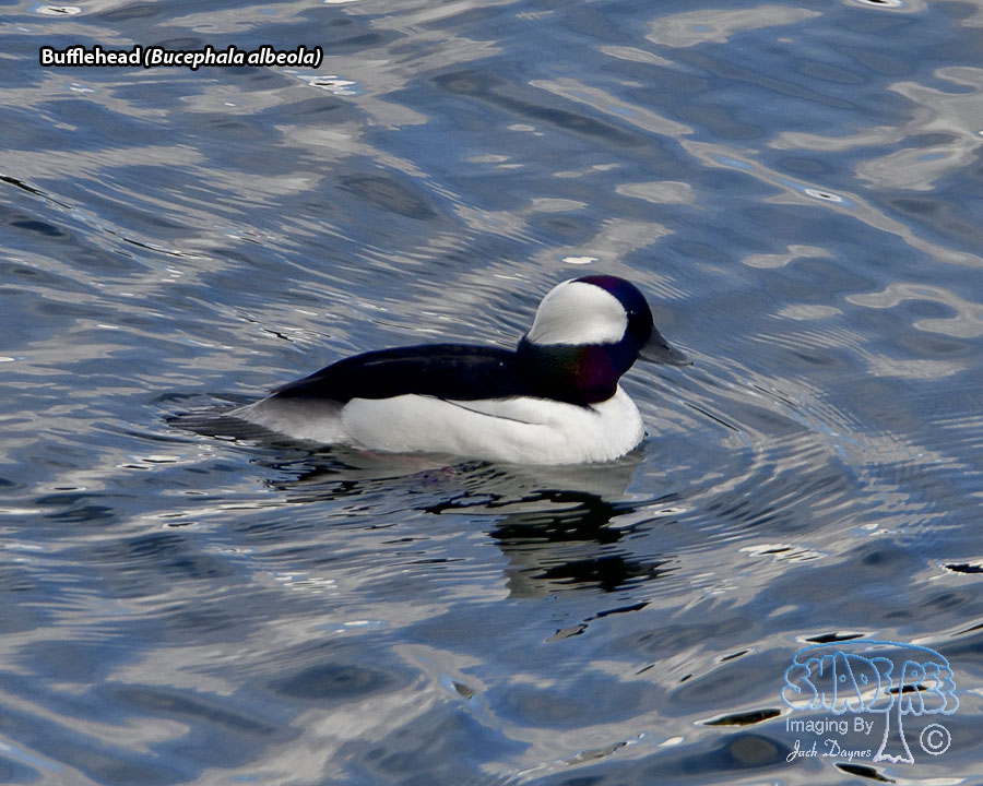 Bufflehead - Bucephala albeola