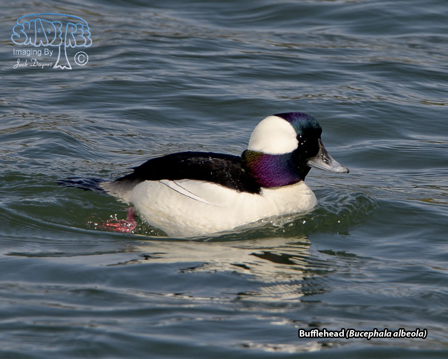 Bufflehead - Bucephala albeola