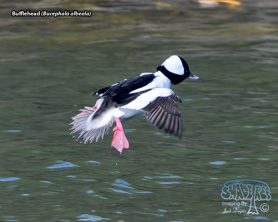 Bufflehead - Bucephala albeola