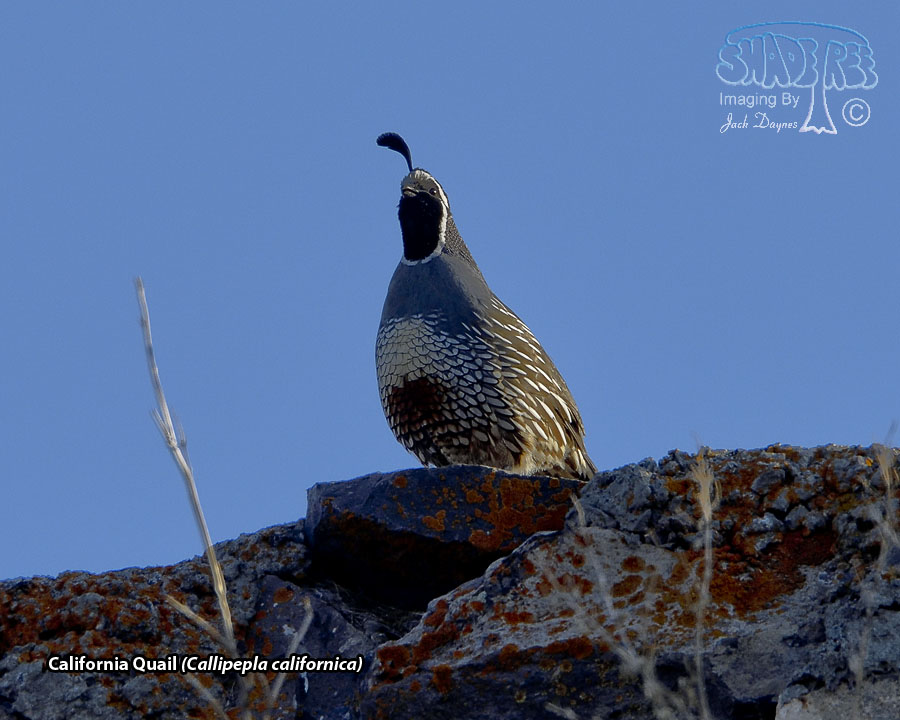 California Quail - Callipepla californica