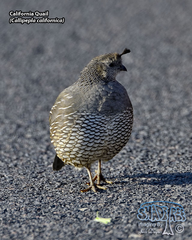 California Quail - Callipepla californica
